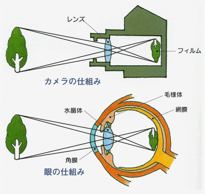 人間の目とカメラ