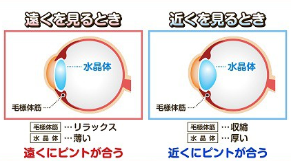 水晶体の調節