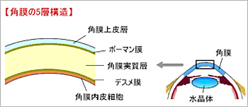 角膜の構造